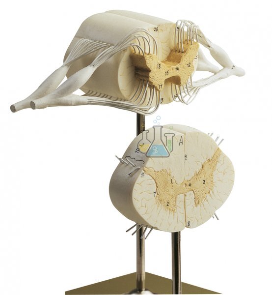 Spinal Cord Model